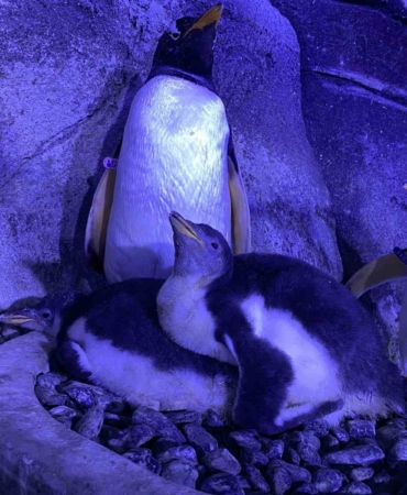 İstanbul’da 4 bebek penguen dünyaya geldi