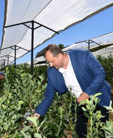 İznik’te 4. Maviyemiş Festivali başlıyor