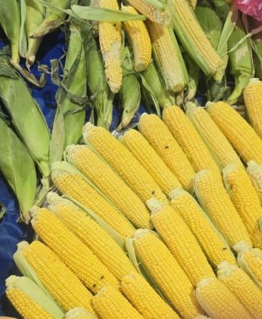 Kapalı pazarı sinekler bastı, esnaf isyan etti