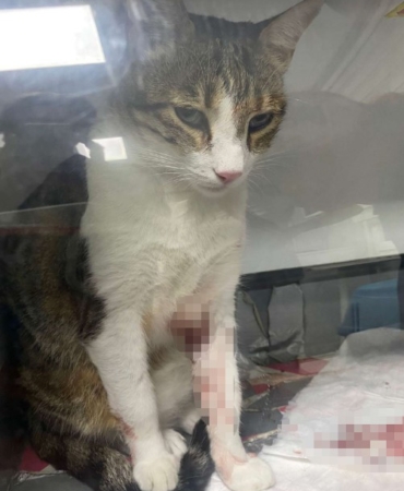 Kedi Şirine’yi tekmeleyerek 4. kattan aşağı atan akademisyen hakkında karar: 1 yıl 6 ay hapsine hükmedildi