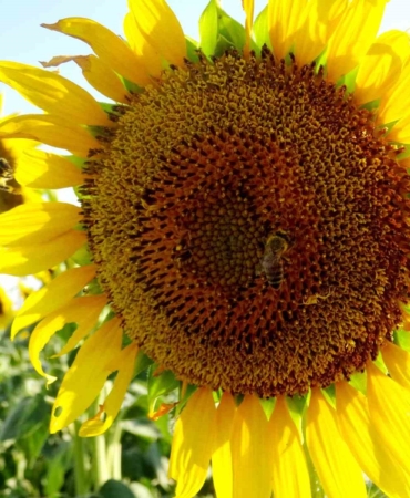 Kırklareli gündöndüler ile sarıya boyandı