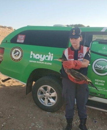 Kırklareli’nde yaralı karabatak jandarma ekiplerince kurtarıldı