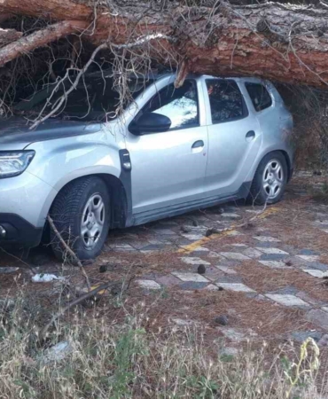 Koca çam ağacı aracın üzerine devrildi