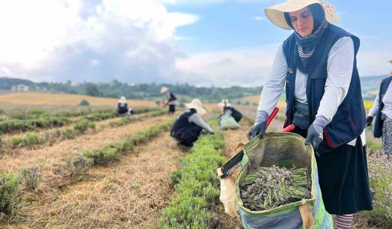 Kocaeli’de mor tarlalarda lavanta hasadı başladı