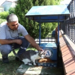 Küçükçekmece’de sokak hayvanları, yaz günlerinde koruma altında