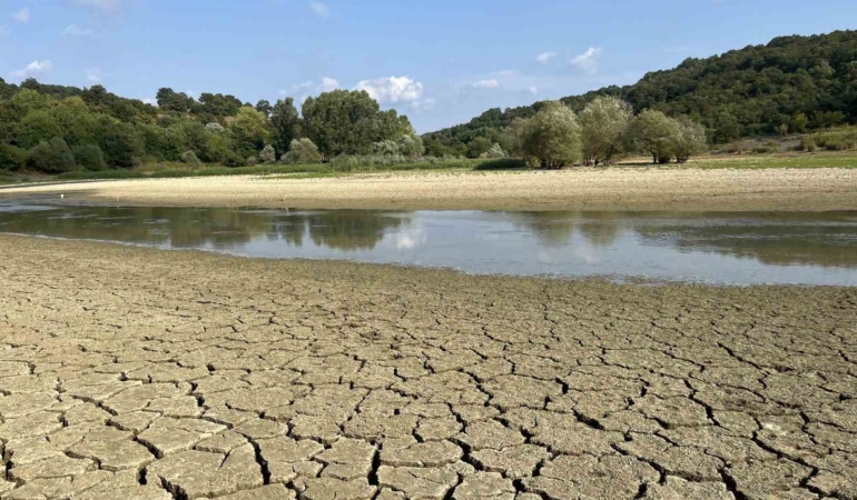 Kuraklık göleti vurdu, yüzlerce balık telef oldu