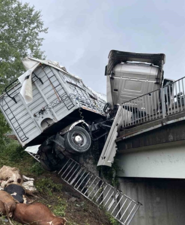 Otoyolda kontrolden çıkan büyükbaş hayvan yüklü tır bariyerlerde asılı kaldı: Dorseden düşen 6 hayvan telef oldu