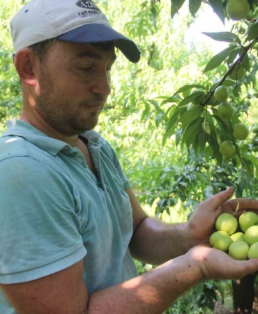 (ÖZEL) Coğrafi işarete sahip ’Bayramiç beyazı’nda bu yıl 20 bin ton ürün bekleniyor