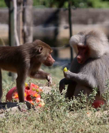 (Özel) Maymunlara dondurma sürprizi