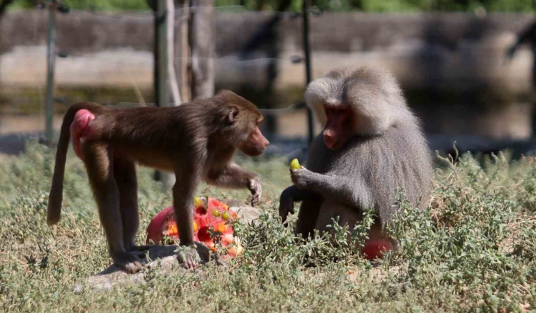 (Özel) Maymunlara dondurma sürprizi