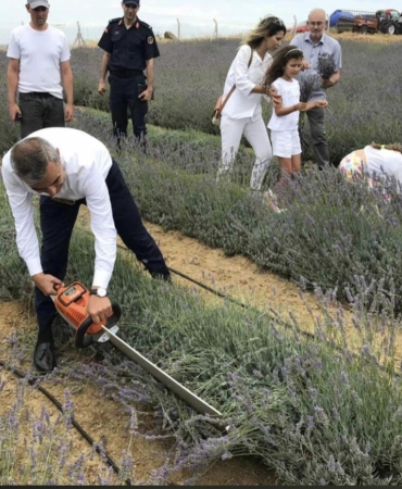 Paşalimanı Adası’nda lavanta hasadı gerçekleşti