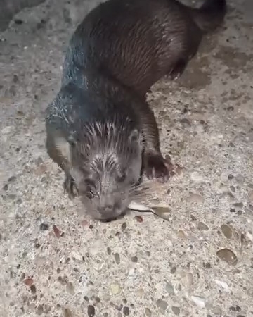 Pendik’te karaya çıkan su samurunu elleriyle besledi