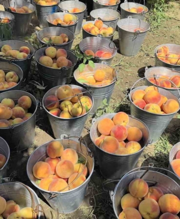 Tescilli Bursa şeftalisi hasadı başladı