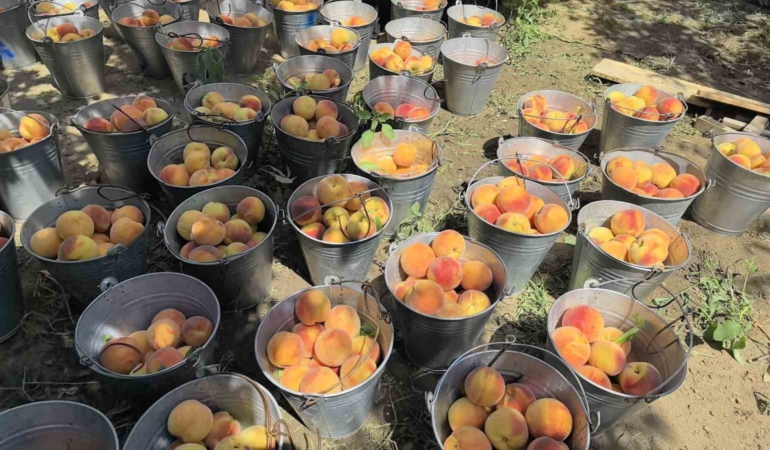 Tescilli Bursa şeftalisi hasadı başladı