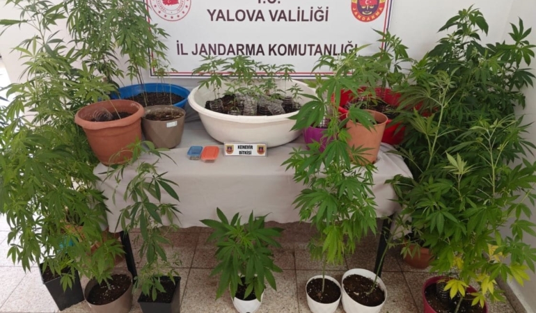 Yalova’da evinin terasında kenevir yetiştiren şüpheli yakalandı