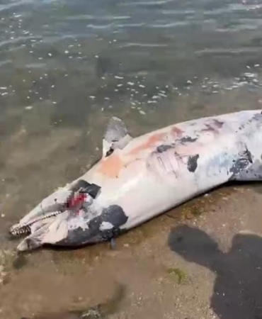 Yalova’da ölü yunus kıyıya vurdu