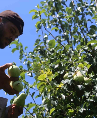 Yaz tatilinde tarlaya koştular, 40 derece sıcakta hasat yaptılar
