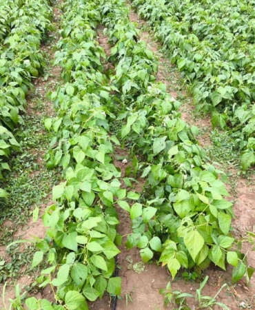 Yenişehir’de 2 bin dekarlık alandaki ürünleri dolu vurdu