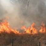 Zeytinburnu’nda otluk alandan alevler yükseldi