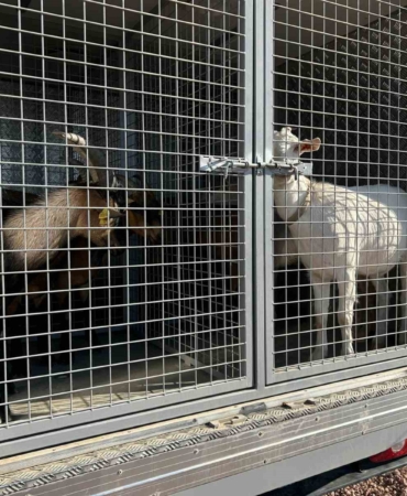 2 gündür sulama göletinde mahsur kalan 6 küçükbaş hayvan ve bir köpek itfaiye ekiplerince kurtarıldı