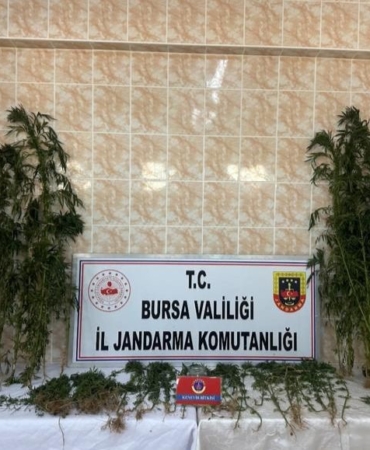 Ahırında uyuşturucu yetiştirdi, jandarmadan kaçamadı