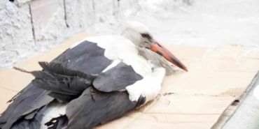 Arnavutköy’de akıma kapılarak yaralanan leyleğe, elektrik teknisyeni sahip çıktı