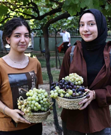 Bağcılar’da bağ bozumu zamanı