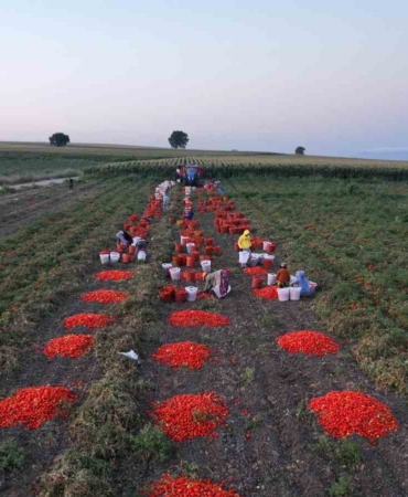 Balıkesir Büyükşehir Belediyesi’nin tarımsal sulama desteğiyle ilk hasat yapıldı
