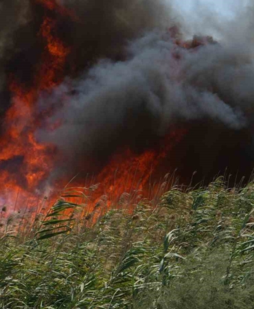 Balıkesir’de kuşların göç yolundaki sazlık alanda yangın