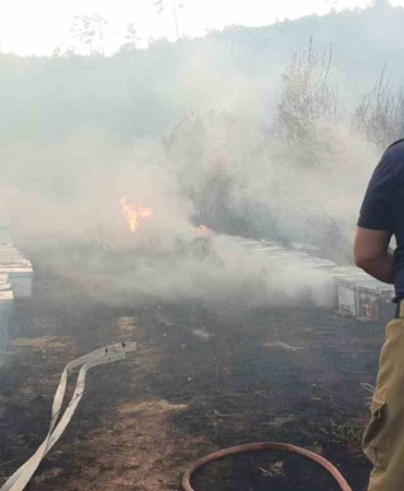 Balıkesir’de orman yangınına giden ekiplere arılar saldırdı