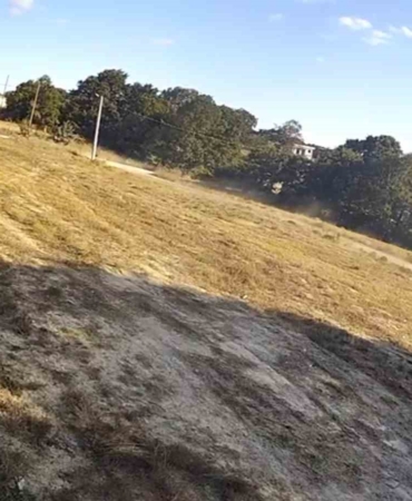 Başıboş sokak köpekleri cins köpeği parçaladı