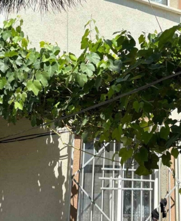 Bebeği ölümden üzüm asması korudu