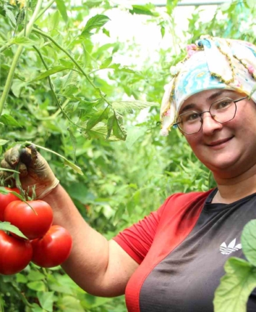 Bilecik’te çiftçi pembe domates fiyatından memnun değil