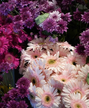 Bu yaz evleri ve gönülleri en çok renklendiren çiçekler