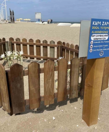 Bursa sahillerinde görülen ‘kum zambakları’ koruma altında