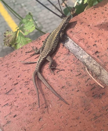 Çift kuyruklu kertenkele