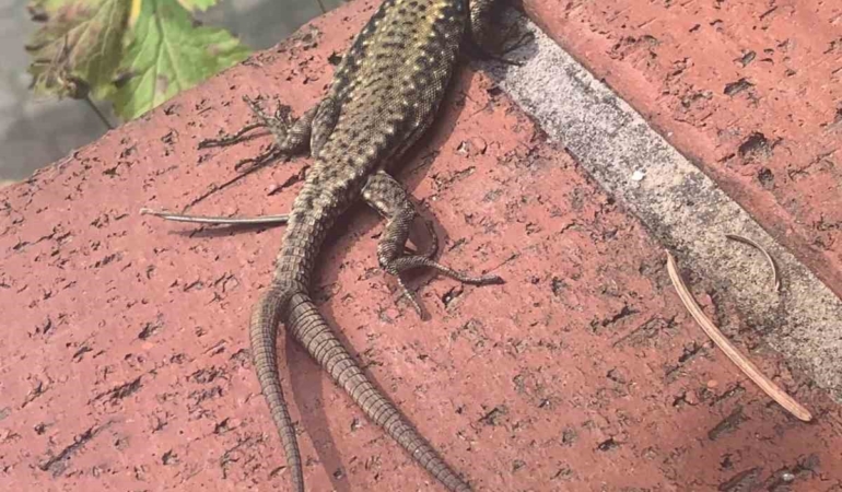 Çift kuyruklu kertenkele