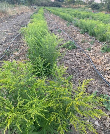 ÇOMÜ ile Yeşeren Hanımeli Projesi: Çanakkale’nin İlk Süs Bitkileri Hasat İçin Gün Sayıyor