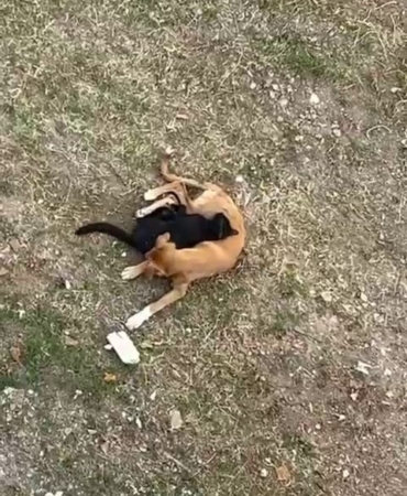 Düşmanlıklarıyla tanınan hayvanların kıskandıran dostluğu