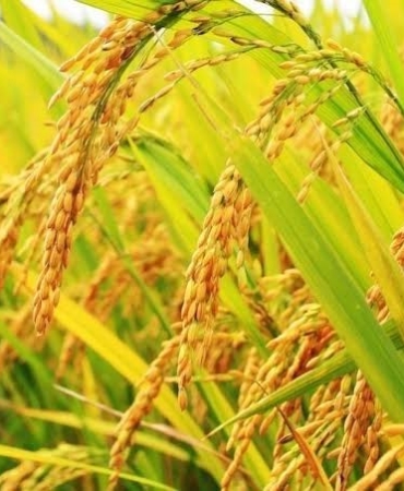 Edirne’de 1 kilo çeltik maliyeti 30 lira 5 kuruş olarak hesaplandı