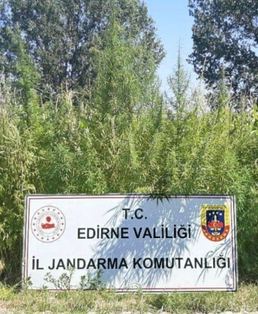 Edirne’de 159 bin kök kenevir ele geçirildi