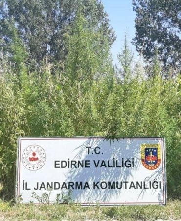 Edirne’de tarlada 159 bin kök kenevir ele geçirildi