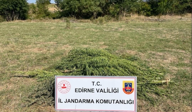 Edirne’de uyuşturucu operasyonu: 300 kök kenevir imha edildi