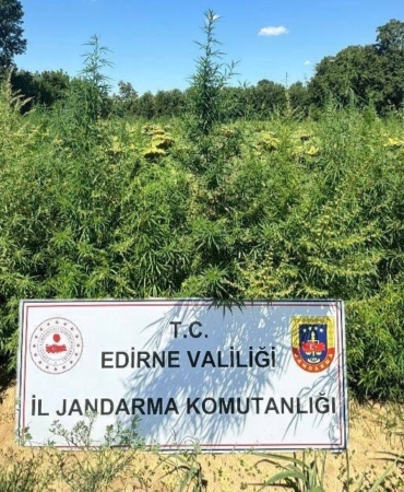 Edirne’de uyuşturucu operasyonu: 49 bin 500 kök kenevir imha edildi