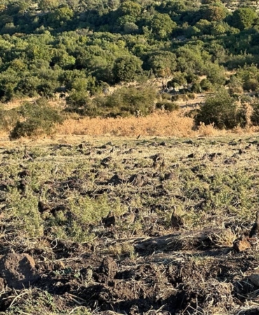 Enez’de 600 çil keklik doğaya bırakıldı