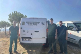 Erdek’teki yangında yaralanan hayvanlara anında müdahale