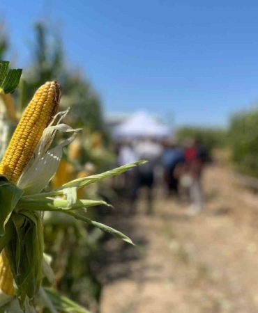 Farklı şehirlerden gelen çiftçiler, tarlada yetişen mısırları inceledi