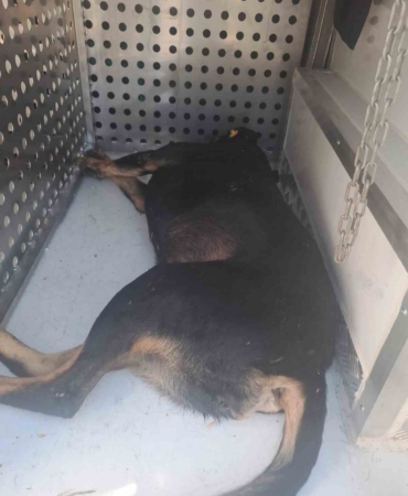 Fatih Belediyesi ekipleri saldırarak adamın ölümüne neden olan sahipsiz köpekleri topluyor