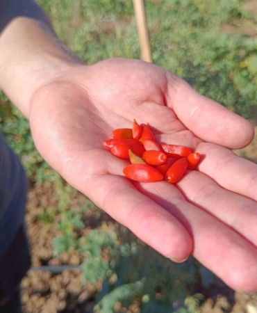 Faydaları saymakla bitmeyen meyve Bilecik’te ilk kez dikildi