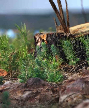 Fidanlar geleceğe nefes olacak